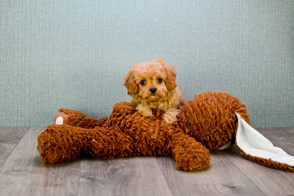 Cavapoo Pup Being Cute