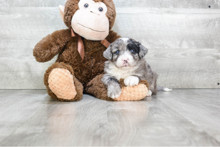 Best Mini Bernedoodle Baby