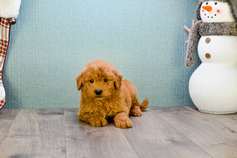 Best Mini Goldendoodle Baby