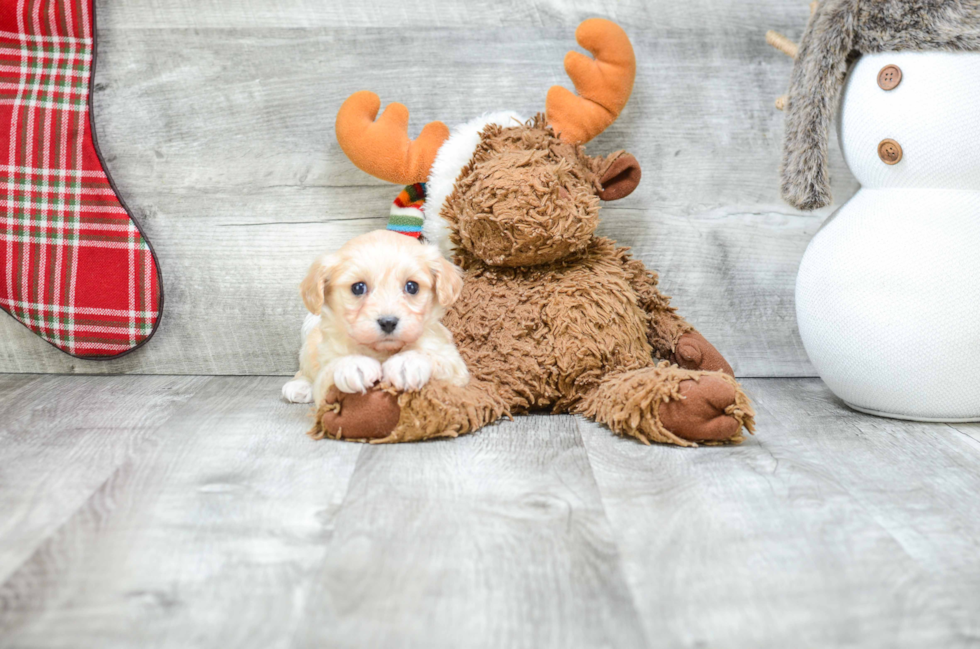 Happy Cavachon Baby