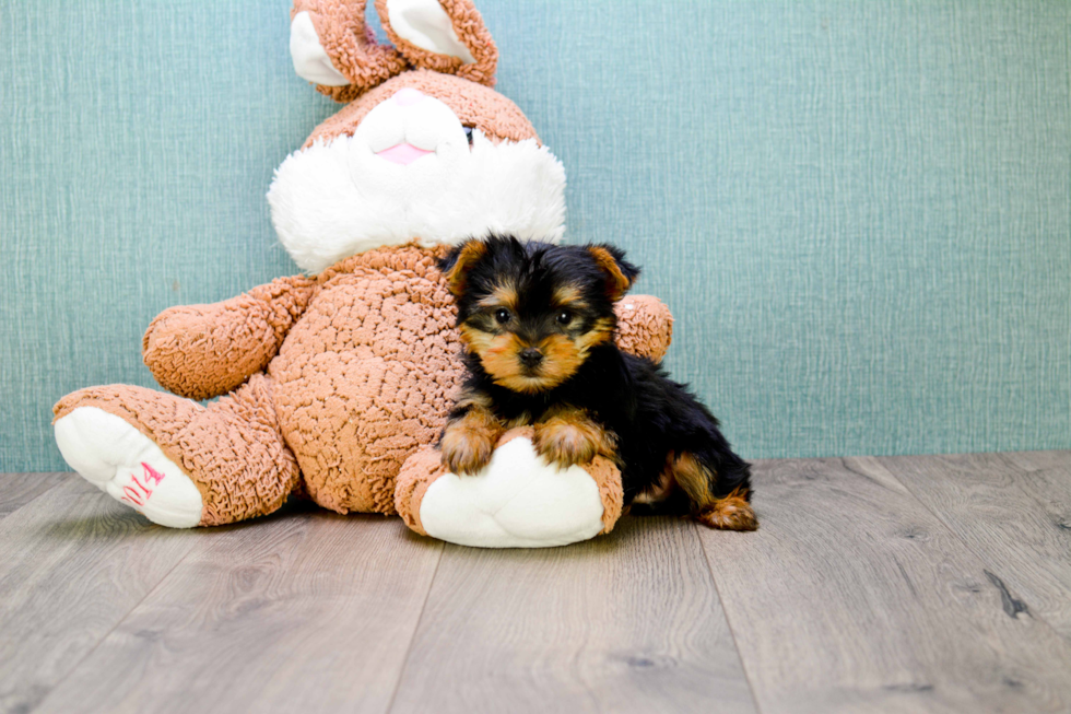 Meet Jeremy - our Yorkshire Terrier Puppy Photo 