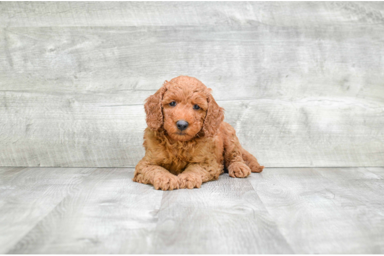 Smart Mini Goldendoodle Poodle Mix Pup