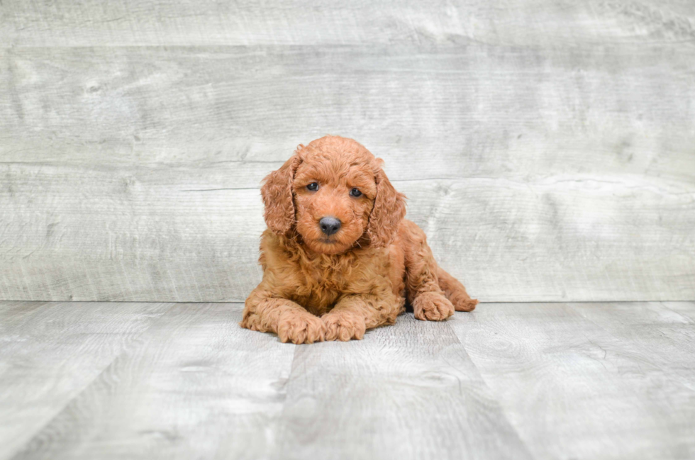 Smart Mini Goldendoodle Poodle Mix Pup