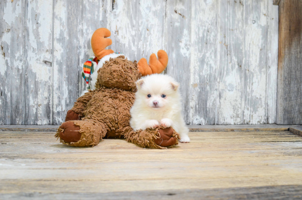 Pomeranian Puppy for Adoption