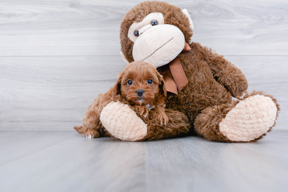 Friendly Cavapoo Baby