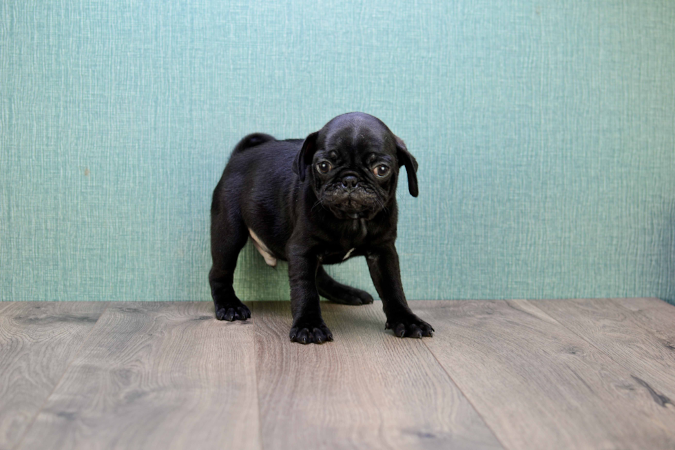 Fluffy Pug Purebred Puppy