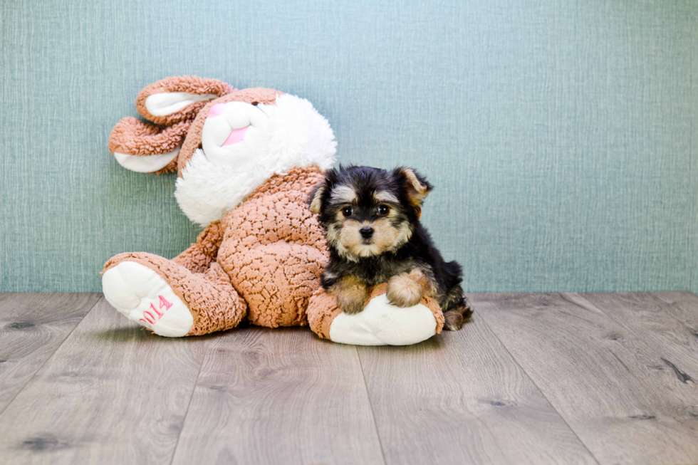 Morkie Pup Being Cute