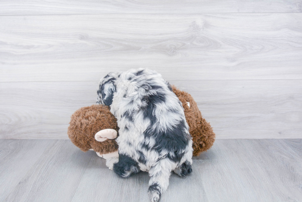 Sweet Mini Sheepadoodle Baby