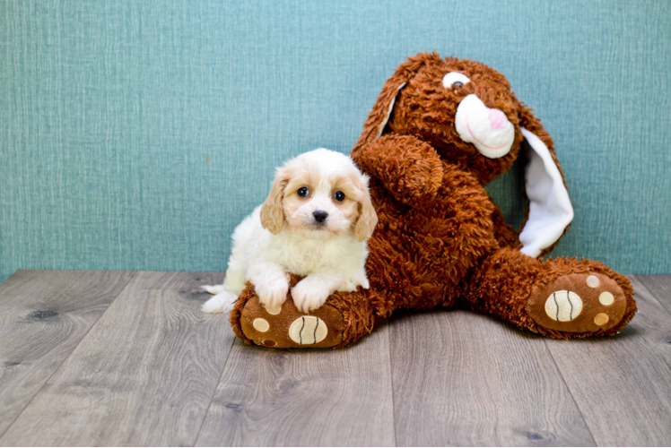Cavachon Puppy for Adoption