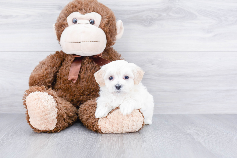 Popular Maltipoo Poodle Mix Pup