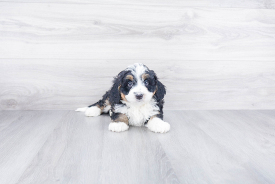 Energetic Mini Berniedoodle Poodle Mix Puppy