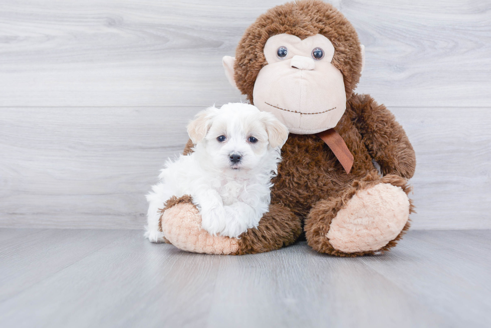 Maltipoo Pup Being Cute