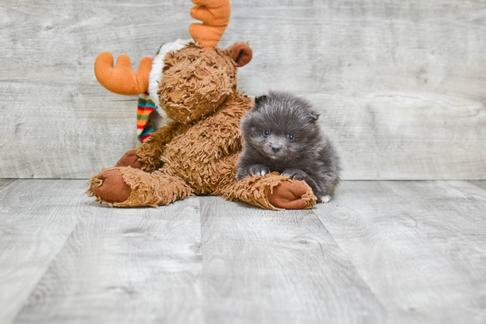 Small Pomeranian Purebred Pup