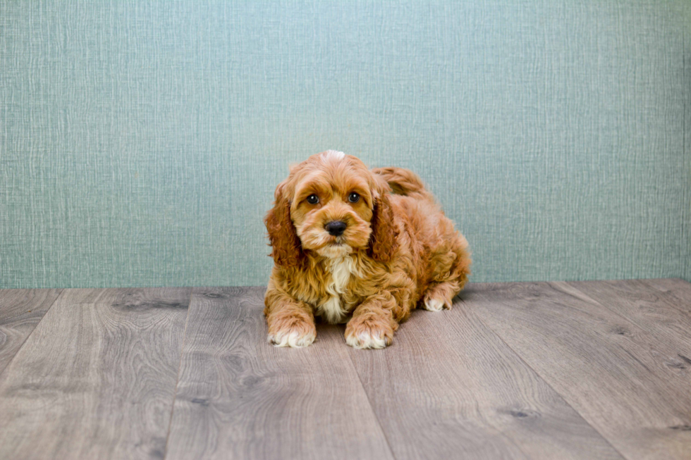 Energetic Golden Retriever Poodle Mix Puppy