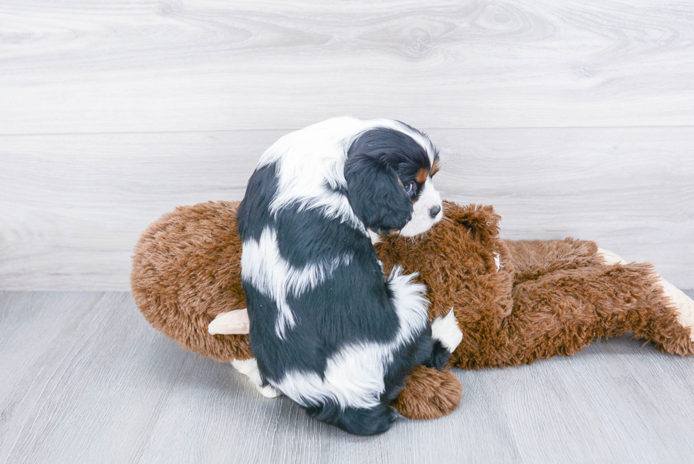 Cavalier King Charles Spaniel Pup Being Cute