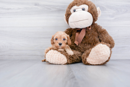 Hypoallergenic Cavoodle Poodle Mix Puppy