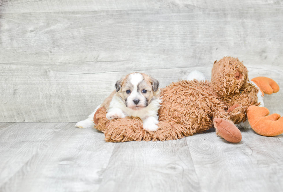 Hypoallergenic Shichon Designer Puppy