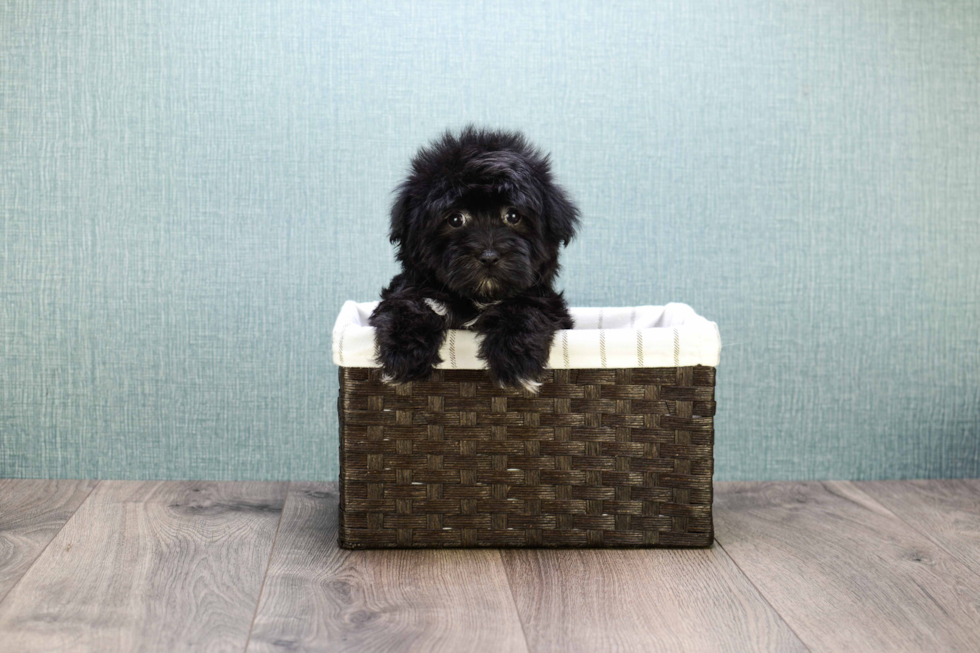 Havanese Pup Being Cute