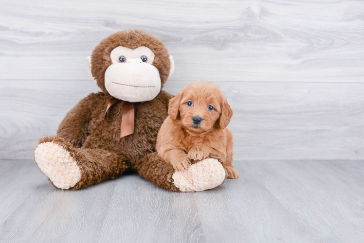 Mini Goldendoodle Pup Being Cute