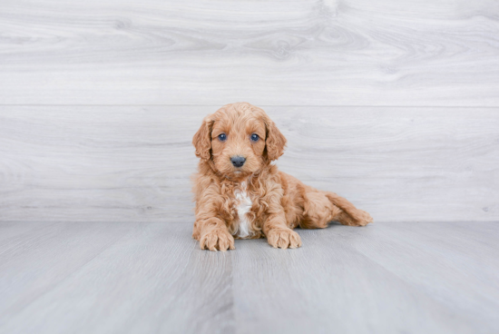 Best Cockapoo Baby