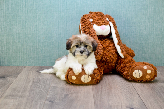 Best Havanese Baby