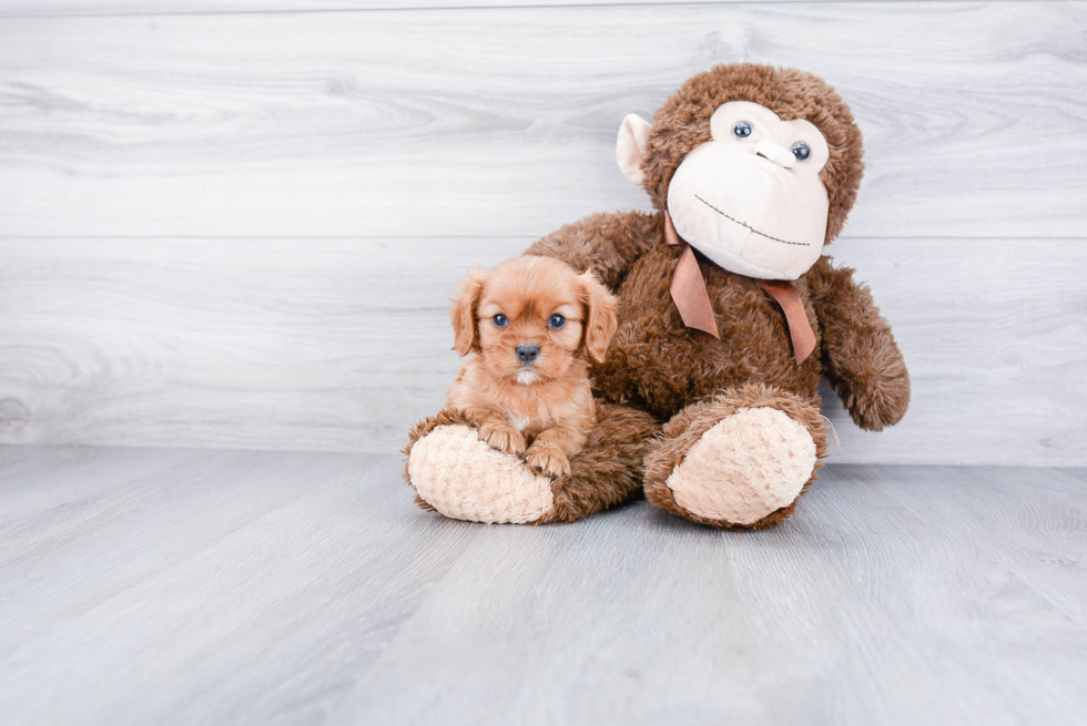 Cavalier King Charles Spaniel Pup Being Cute