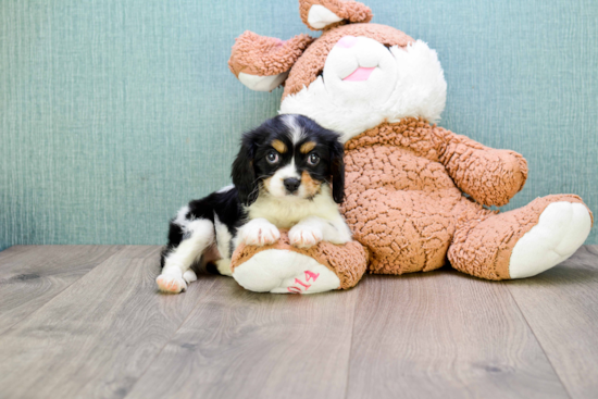 Friendly Cavalier King Charles Spaniel Baby