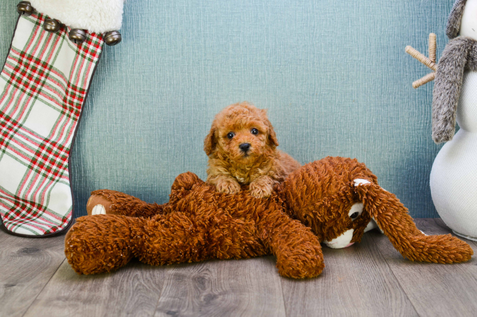 Best Mini Goldendoodle Baby