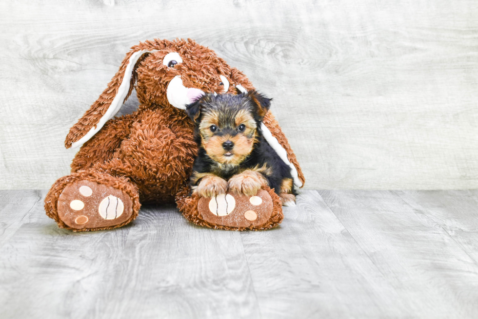 Meet Snickers - our Yorkshire Terrier Puppy Photo 