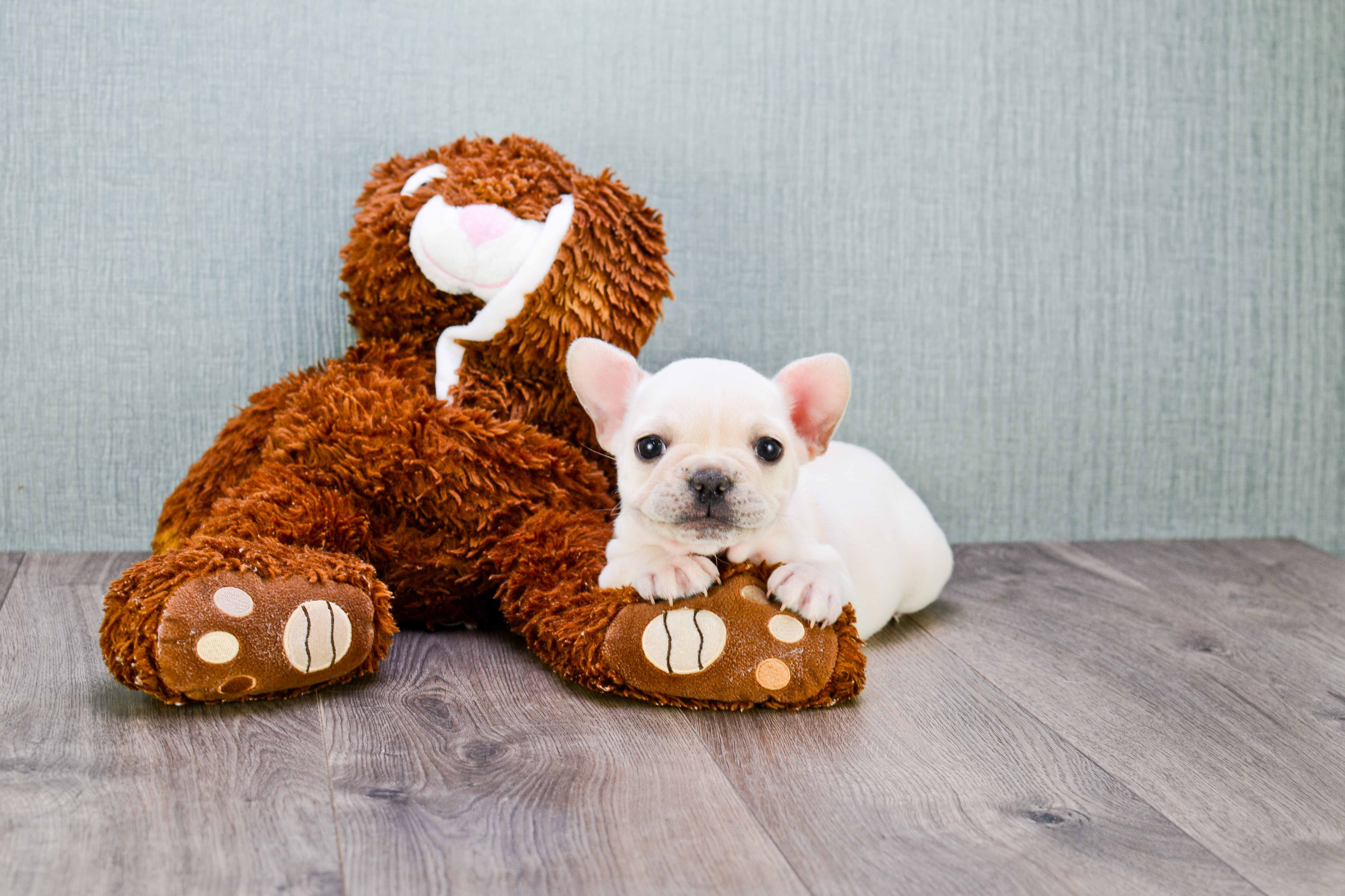 Small French Bulldog Baby