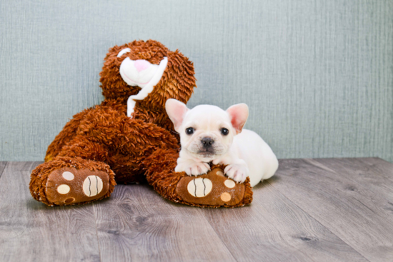 Small French Bulldog Baby