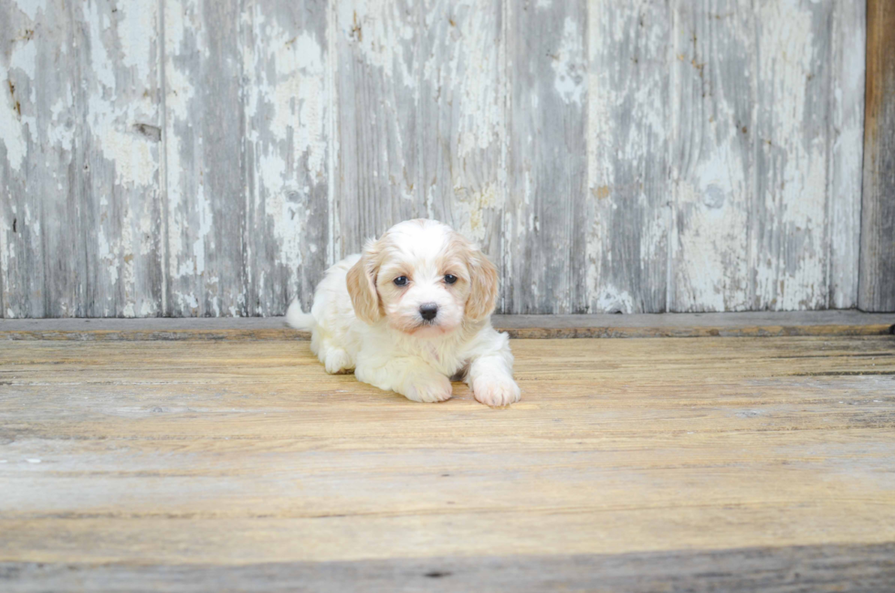 Cavachon Puppy for Adoption