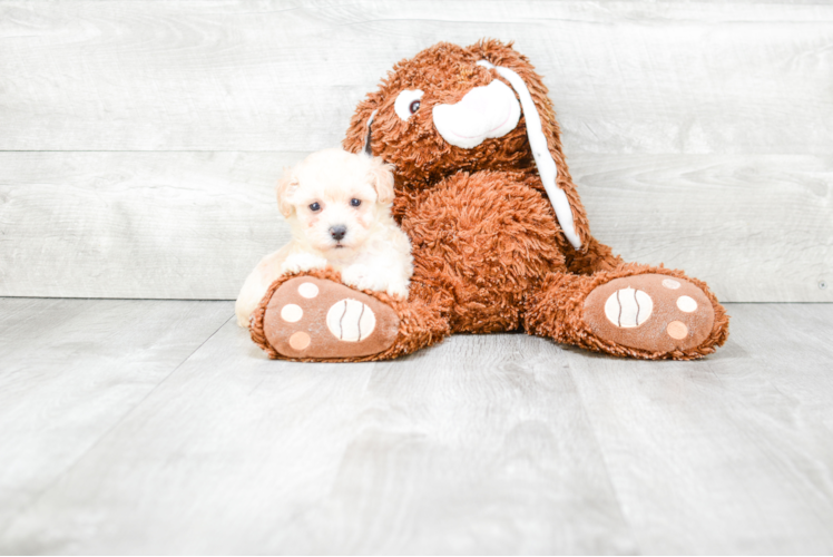 Cute Maltipoo Baby