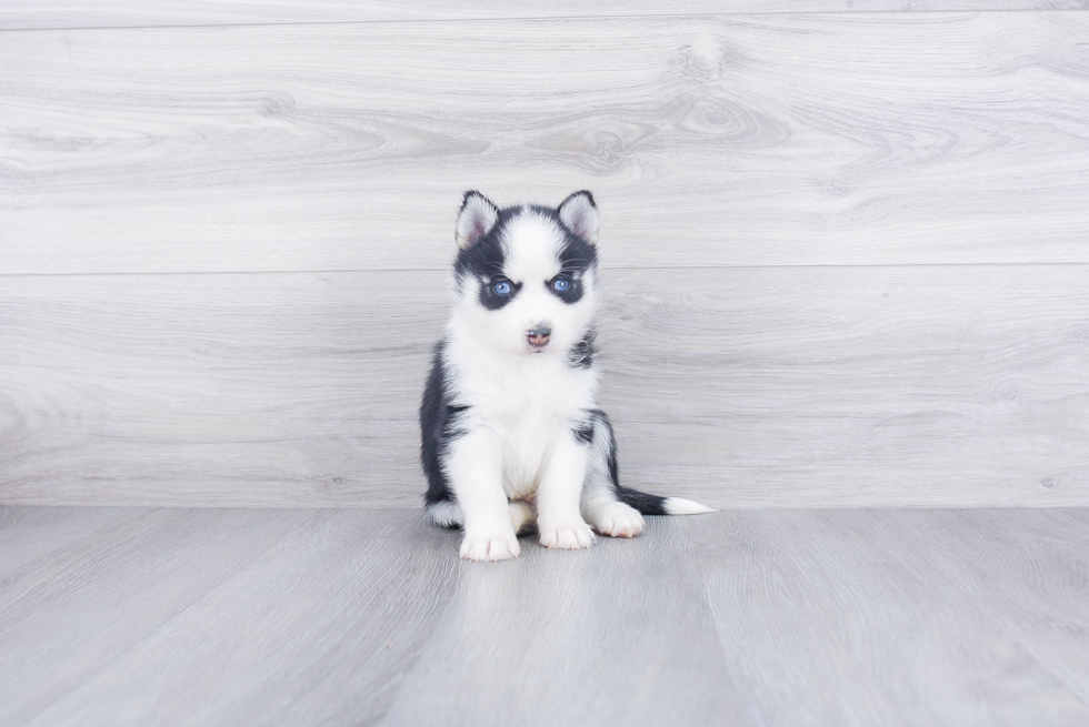 Pomsky Puppy for Adoption