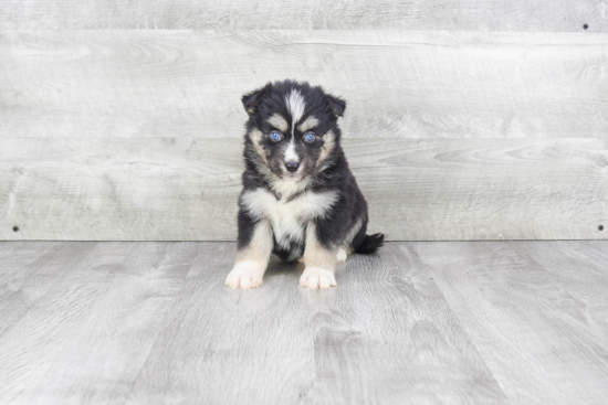 Smart Pomsky Designer Pup