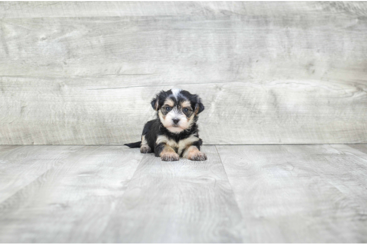 Best Morkie Baby