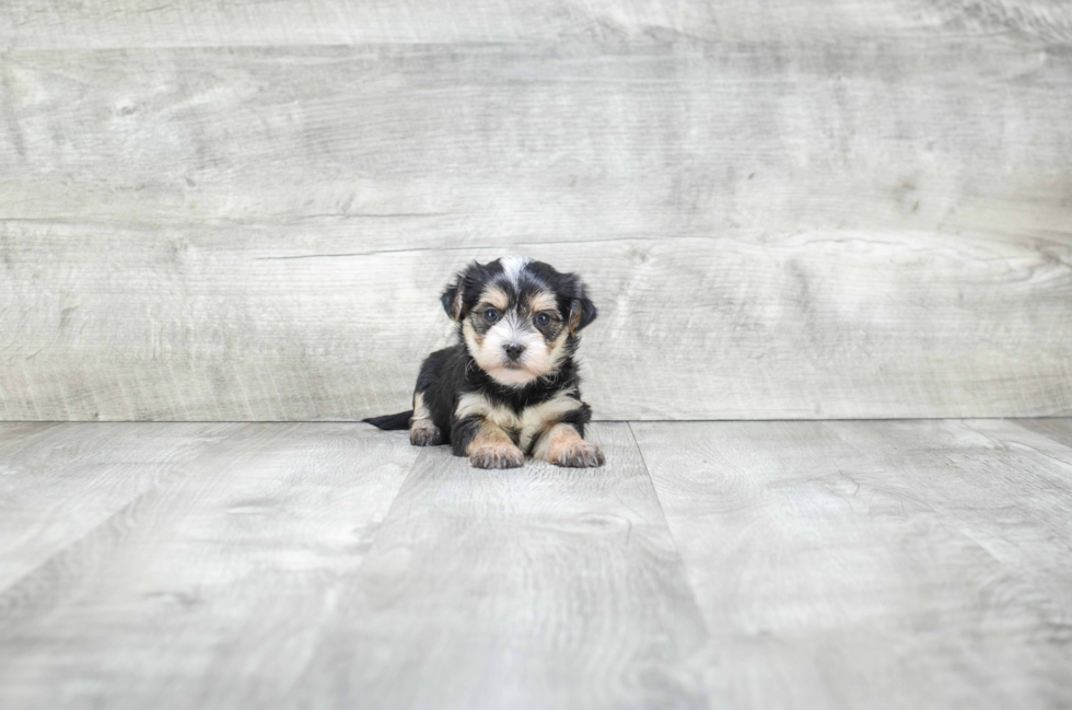 Best Morkie Baby