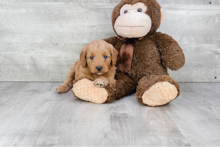 Sweet Mini Goldendoodle Baby