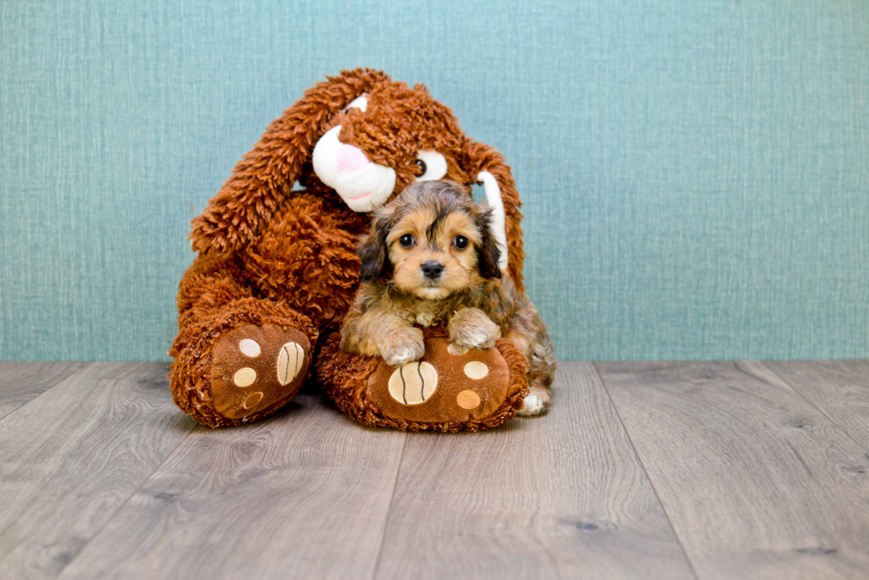 Meet Charlie - our Cavachon Puppy Photo 