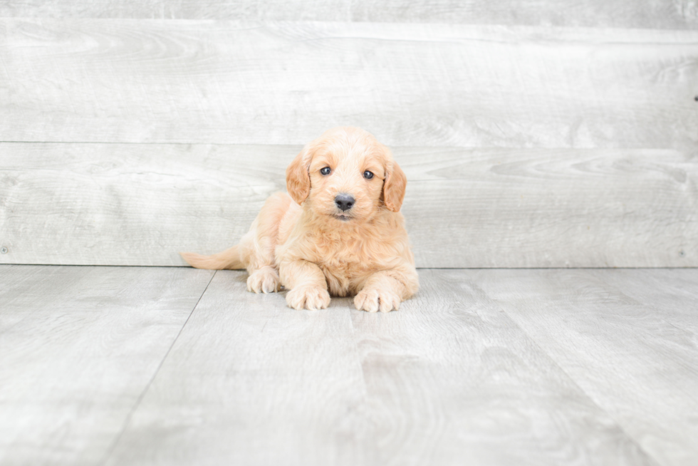 Cute Mini Goldendoodle Baby