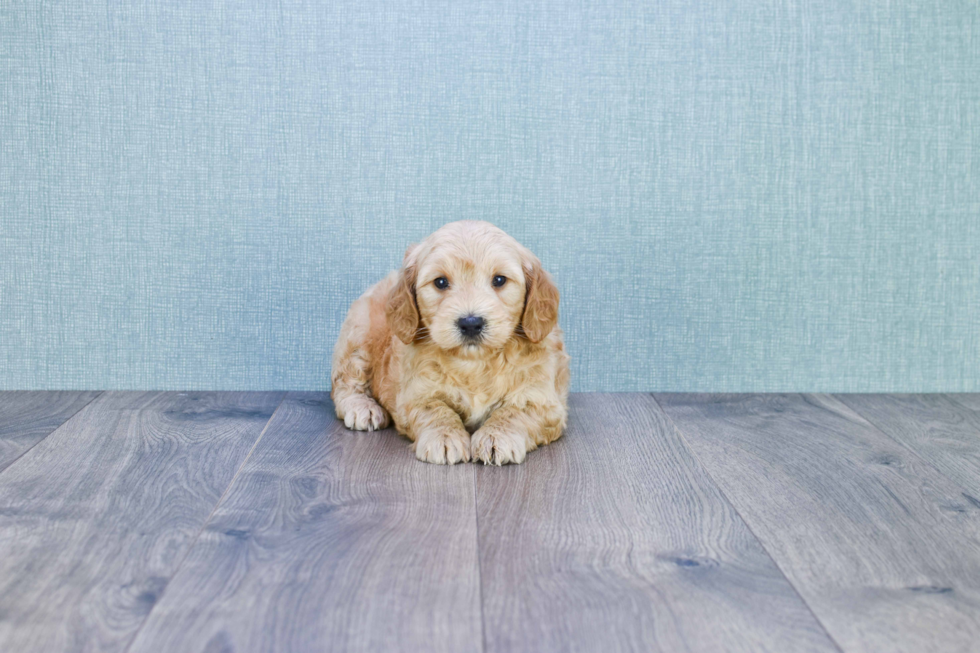 Mini Goldendoodle Puppy for Adoption