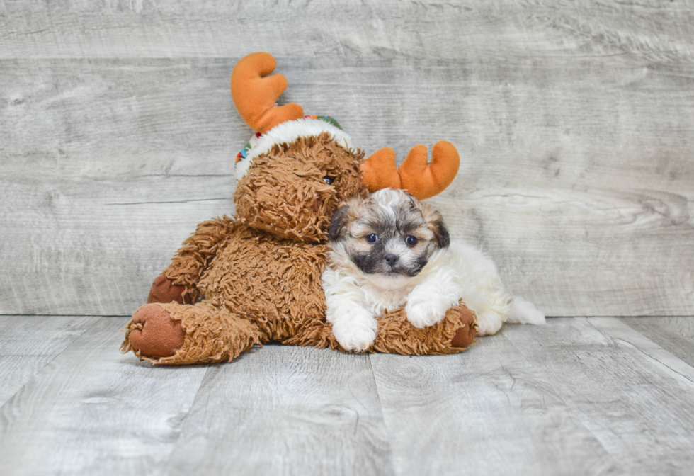 Teddy Bear Pup Being Cute