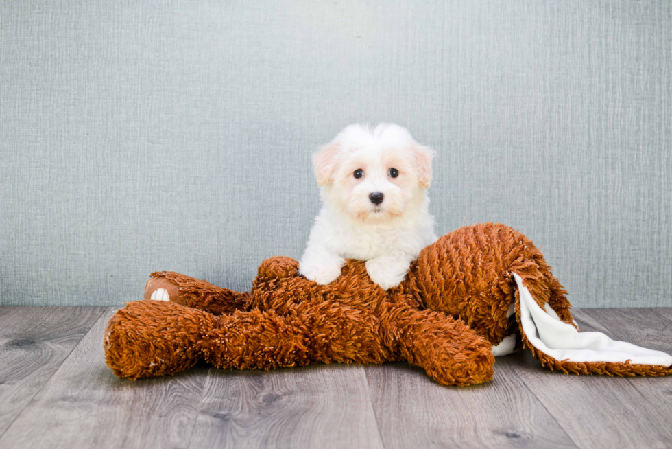 Little Havanese Baby
