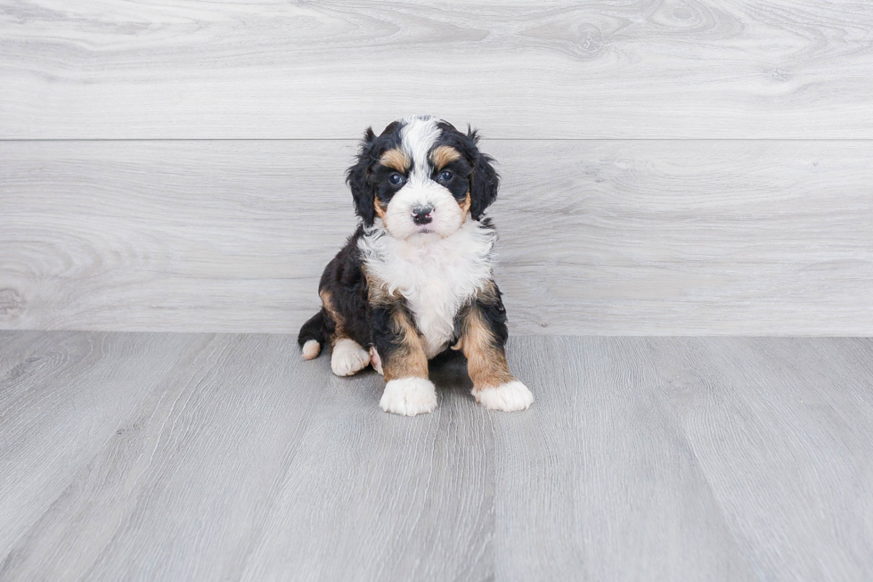 Little Mini Berniedoodle Poodle Mix Puppy