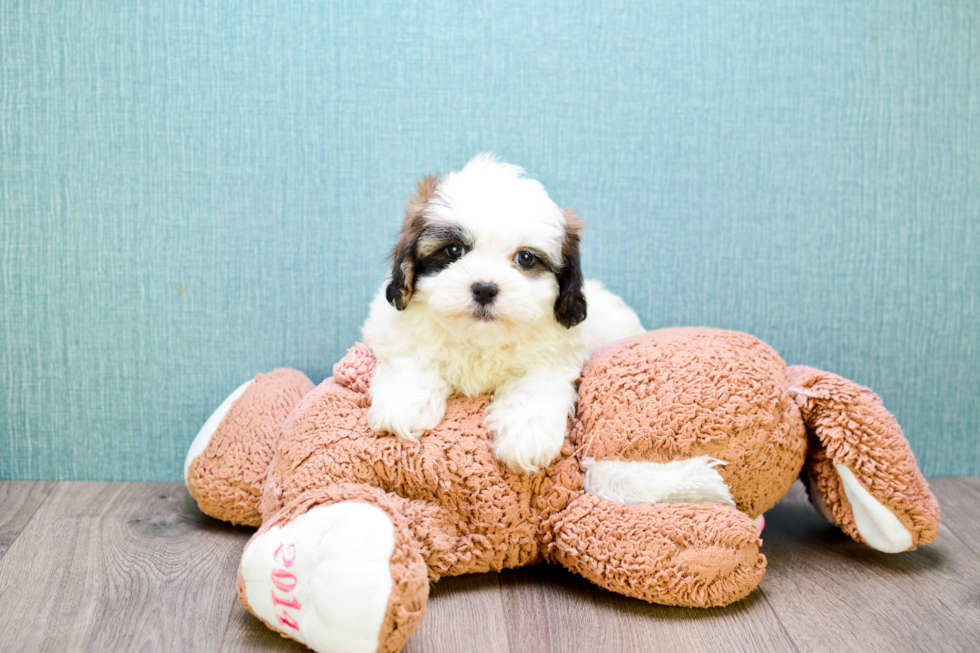 Teddy Bear Pup Being Cute