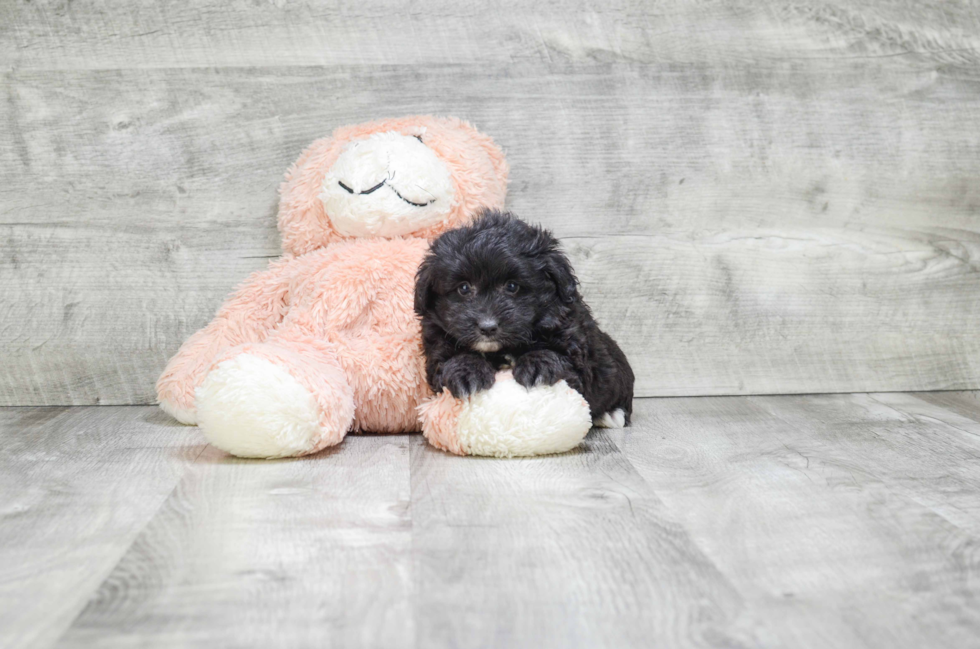 Best Mini Aussiedoodle Baby