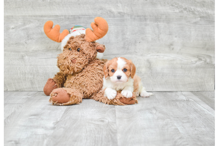 Akc Registered Cavalier King Charles Spaniel Purebred Pup