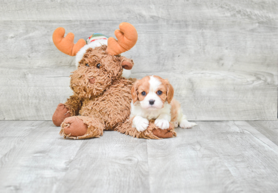 Akc Registered Cavalier King Charles Spaniel Purebred Pup