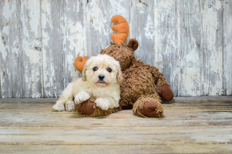 Cute Cavachon Baby