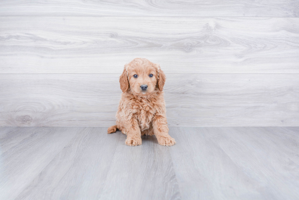 Little Golden Retriever Poodle Mix Puppy